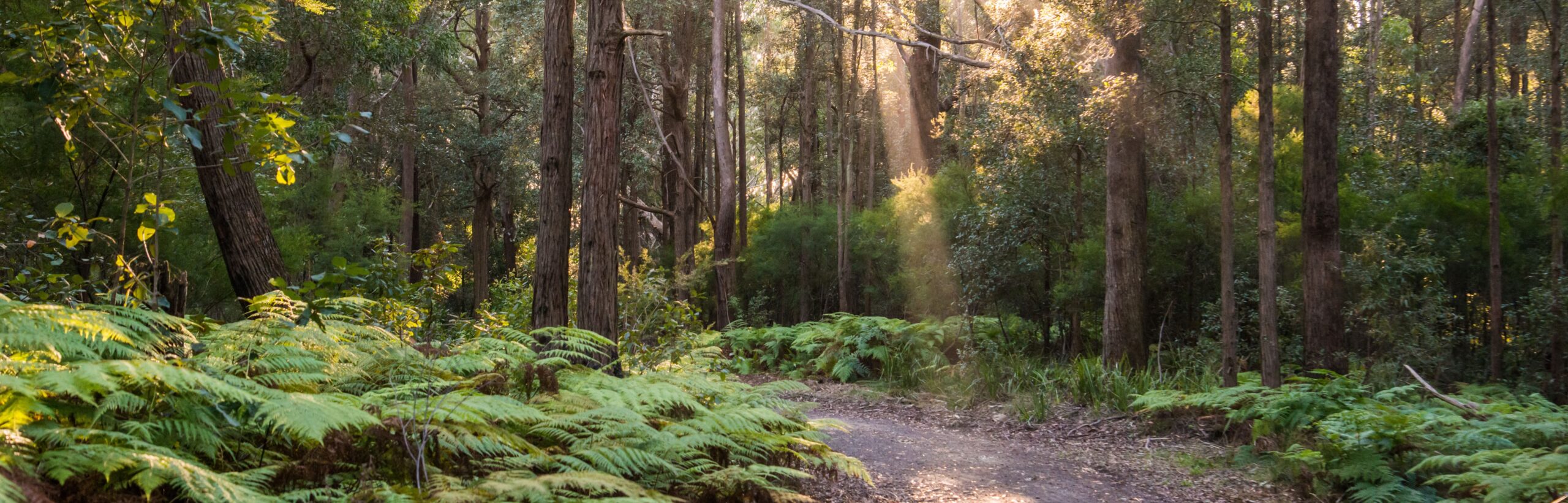 Management Plans Wollongong Resources